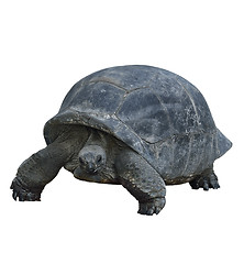 Image showing Galapagos Giant Tortoise