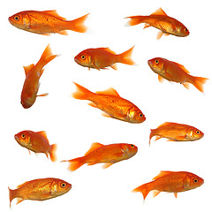 Image showing Many goldfish