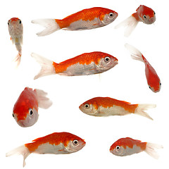 Image showing Gold fish collection