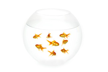 Image showing Gold fish in bowl