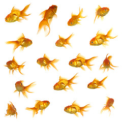 Image showing Gold fish collection