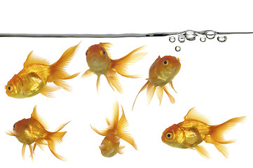 Image showing waterline and gold fish