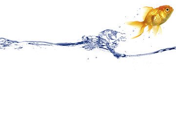 Image showing Gold fish jumping