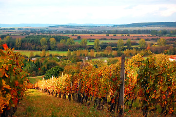 Image showing Vineyard