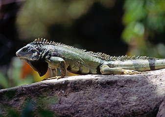 Image showing Iguana