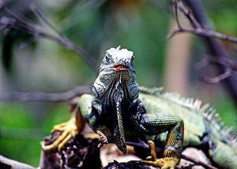 Image showing Iguana