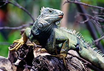 Image showing Iguana