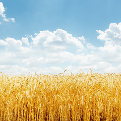 Image showing golden wheat on field and blue sky with clouds