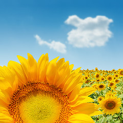 Image showing sunflower closeup on field. soft focus