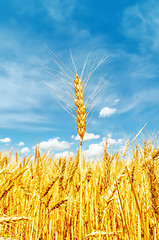 Image showing golden barley on field. soft focus