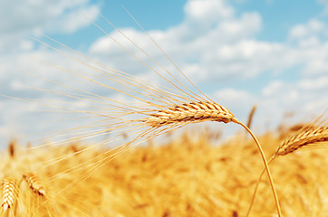 Image showing ripe ear of wheat on field