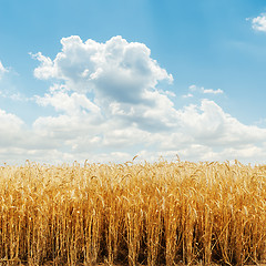 Image showing golden harvest field and cloudy sky