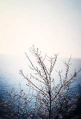 Image showing Flowered tree 