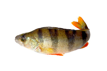 Image showing Perch fish.