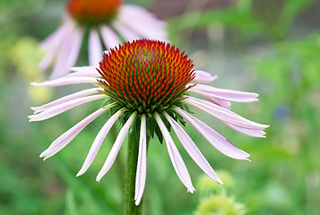 Image showing Echinacea flower.