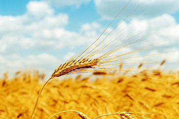 Image showing rip ear of wheat on field