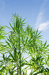 Image showing bush of marijuana under sunlight