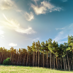 Image showing edge of the forest and sunset