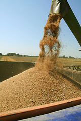 Image showing Harvest time