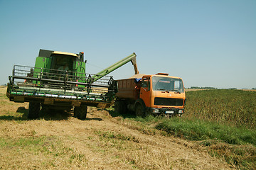 Image showing Wheat harvest