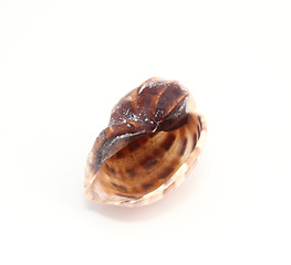 Image showing Shell 