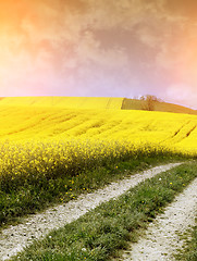 Image showing yellow field with oil seed rape in early spring