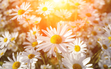 Image showing Wild daisies