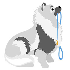 Image showing Keeshond Leash