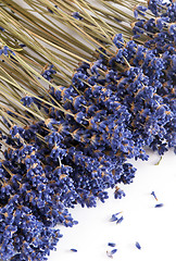 Image showing Dried Lavender