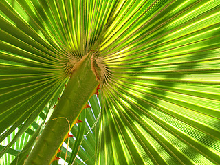 Image showing Leaf of palm tree