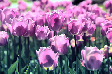 Image showing Beautiful bright tulips