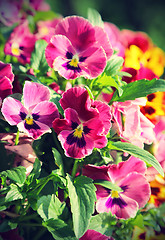 Image showing Beautiful Violet flowers