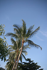 Image showing coconut trees