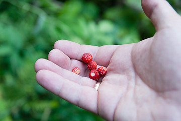 Image showing Nature and berries in forest
