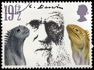 Image showing Darwin Stamp