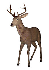 Image showing Buck