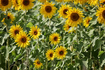 Image showing field of sunflowers