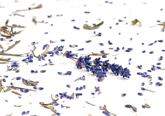 Image showing Dried Lavender