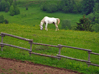 Image showing White horse