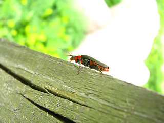 Image showing Soldier Beetle 