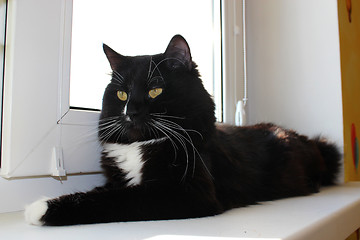 Image showing black cat laying on the window-sill
