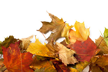 Image showing Autumn maple-leaf background