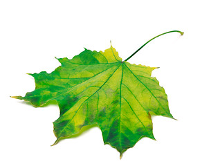 Image showing Yellowed maple leaf