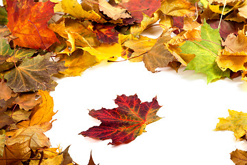 Image showing Autumn dry maple leafs