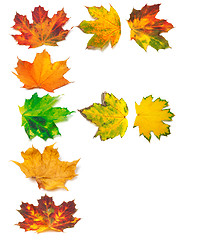 Image showing Letter F composed of autumn maple leafs