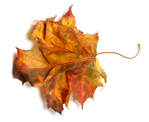 Image showing Yellowed autumn maple-leaf on white background