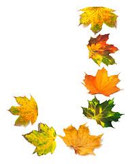 Image showing Letter J composed of autumn maple leafs