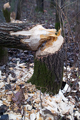 Image showing Forest after the beaver's job