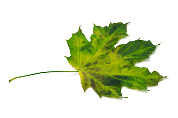 Image showing Multicolor maple-leaf