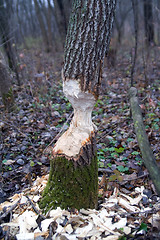 Image showing Tree after beaver's job